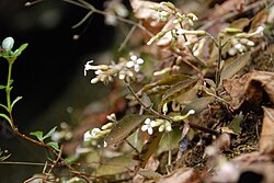 Kalanchoe bouvetii.jpg