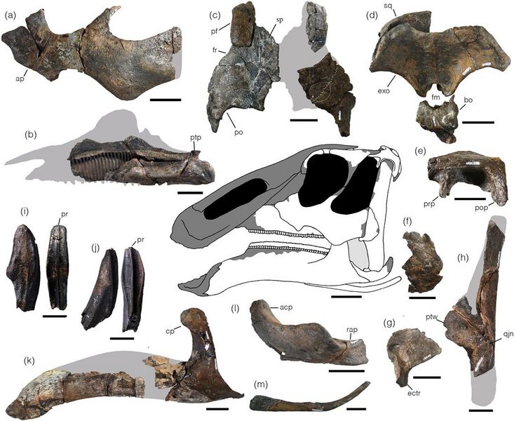 File:Kamuysaurus skull.jpg