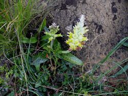 Lachenalia orchioides (hyacinthaceae).JPG