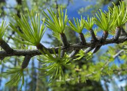 Larix occidentalis 8.jpg