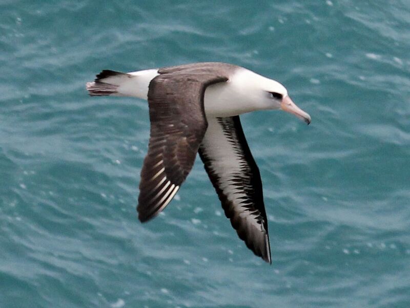 File:Laysan Albatross RWD2.jpg