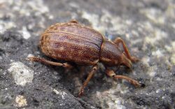 Lepidophorus inquinatus (3069258750).jpg