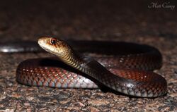 Lesser Black Whip Snake (Demansia vestigiata) (8691236735).jpg