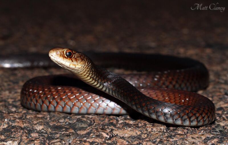 File:Lesser Black Whip Snake (Demansia vestigiata) (8691236735).jpg
