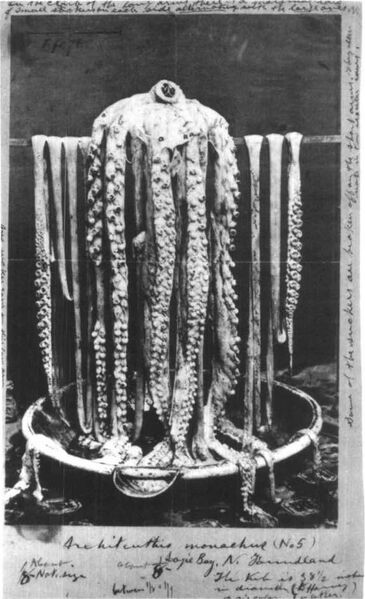File:Logy Bay giant squid, 1873.jpg