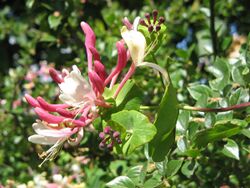 Lonicera caprifolium002.jpg