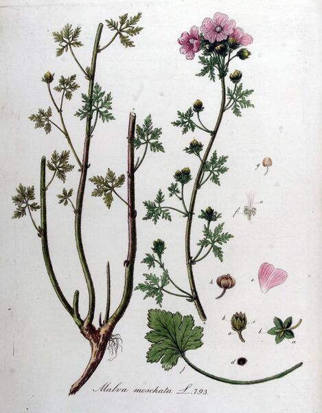 File:Malva moschata — Flora Batava — Volume v10.jpg