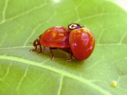 Mating ladybirds-Cycloneda-sanguinea cropped.jpg