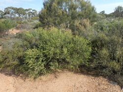 Melaleuca ctenoides habit.jpg