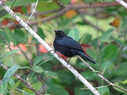 Melanoptila glabrirostris on Ambergris Caye 20120125 by sbachman725.JPG