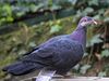 Metallic Pigeon RWD7.jpg