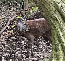 Musk deer in Edinburgh Zoo.jpg