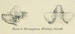 Myopterus whitleyi.jpg