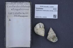 Naturalis Biodiversity Center - RMNH.MOL.140958 - Tosatrochus attenuatus (Jonas, 1844) - Trochidae - Mollusc shell.jpeg