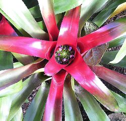 Neoregelia olens (19637562792).jpg