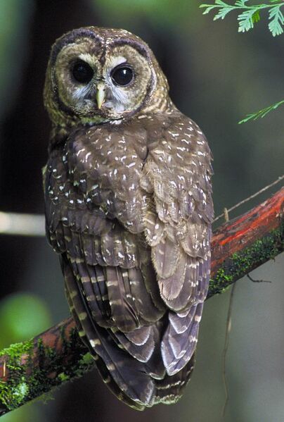 File:Northern Spotted Owl.USFWS.jpg