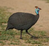 Numida meleagris -Kruger National Park, South Africa-8a.jpg