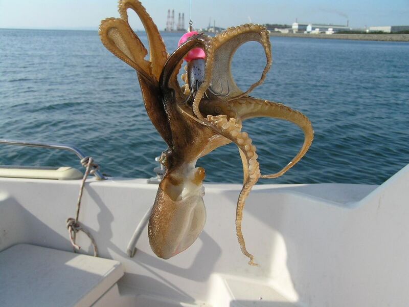 File:Octopus ocellatus (catch).jpg
