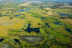 Okavango delta - Botswana - panoramio.jpg