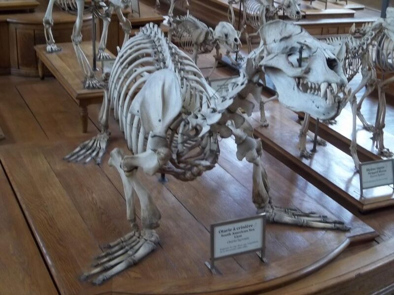File:Otaria flavescens skeleton.JPG