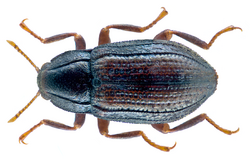 Oulimnius tuberculatus (Mueller, 1806) (23589707772).png