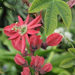 Passiflora racemosa-IMG 6165.jpg