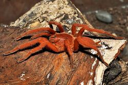 Philippine Orange Tarantula.jpg