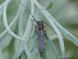 Phytoecia pustulata 01.JPG