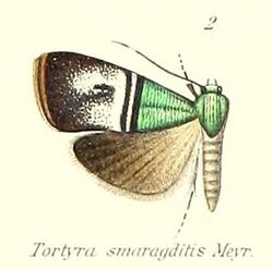 Pl.1-02-Saptha smaragditis Meyrick, 1905 (Tortyra).jpg