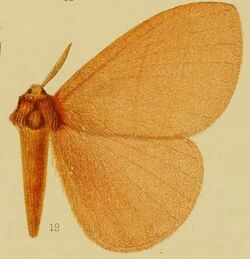 Pl.39-fig.19-Rhodopteriana anaemica (Hampson, 1910) (Hoplojana).JPG