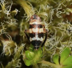 Planaphrodes sp. (possibly bifasciata) - Flickr - S. Rae (3).jpg