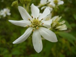 Podachaenium paniculatum 2.JPG