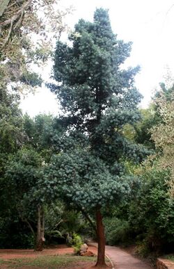 Podocarpus elongatus, habitus, Pretoria NBT, b.jpg