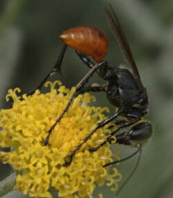 Prionyx parkeri female1.jpg