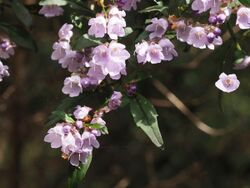 Prostanthera lanceolata.jpg