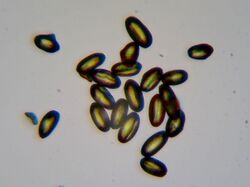 Prunus tomentosa pollen.jpg