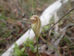 Pterostylis fischii.jpg