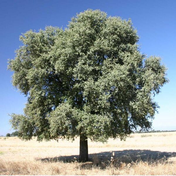 File:Quercus ilex rotundifolia.jpg