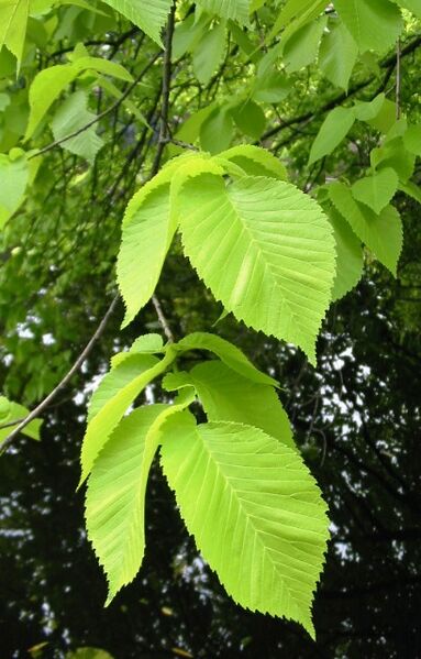 File:RN Ulmus glabra Lutescens leaves.jpg