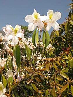 Rhododendron latoucheae var. amamiense 1.JPG