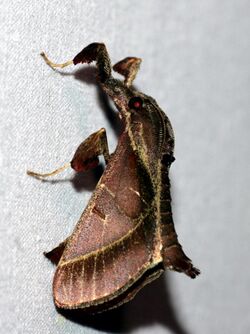 Sacada approximans (Pyralidae- Pyralinae) (4185129962).jpg