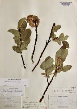Salix tweedyi specimen.jpg