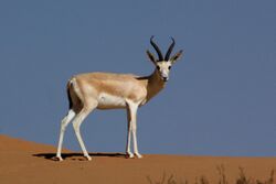 Sand gazelle (gazella subgutturosa marica).jpg
