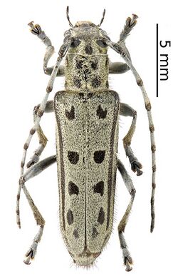 Saperda alberti (female, whitish form) (10.3897-zookeys.805.29660) Figure 4 (cropped).jpg