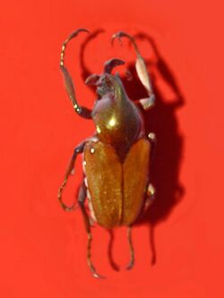 Scarabaeidae - Phaedimus cumingi.jpg
