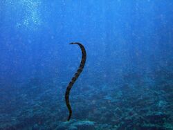 Sea Snake Niue.jpg