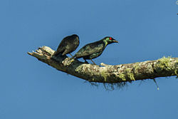 Short-tailed Starling - Mindanao - Philippines H8O1003 (22801366195).jpg