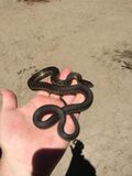 Sierra garter snake handled.jpg