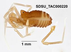 Sitalcina seca Ubick & Briggs, 2008 (SDSU TAC000220).jpg