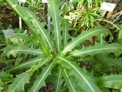 Sonchus congestus - Berlin.jpg